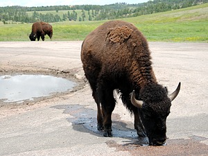 Buffalo drinking on road